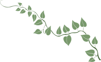 Simplicity ivy freehand drawing png