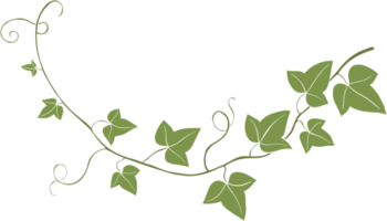 Simplicity ivy freehand drawing png