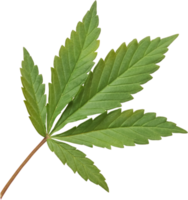 cannabis, hampa blad skära ut på transparent bakgrund. png