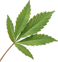 cannabis, hemp leaf cut out on transparent background. png