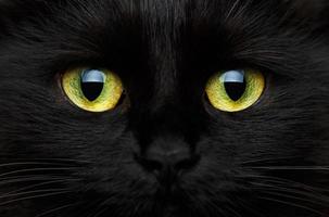 Cute muzzle of a black cat closeup photo