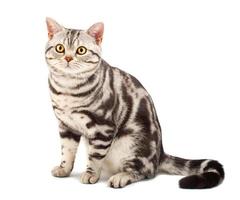 American Shorthair cat photo