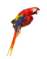 Colorful red parrot macaw isolated on white photo