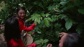 retrato de un joven mujer con largo negro pelo y un rojo vestir cosecha un café planta en el selva video