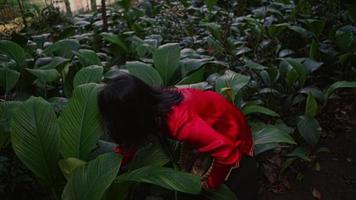 une femme dans une rouge chinois robe des promenades dans le jardin tandis que cueillette café des haricots avec le panier video