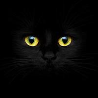 Cute muzzle of a black cat photo