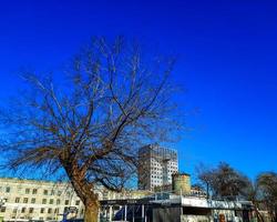 hierro árbol en temprano primavera en contra el azul cielo. un antiguo celtis l árbol con un grande corona y un grande trompa. foto