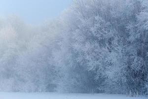 Cold winter day, beautiful hoarfrost and rime on trees photo