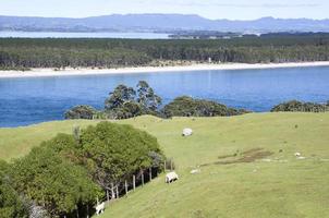 montar maunganui rural paisaje y Matakana isla foto