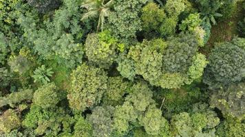 Drone photo of forest view from above with natural green background