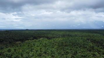 zumbido ver de el paisaje de un hermosa verde de colores petróleo palma árbol plantación, tarde en Indonesia foto