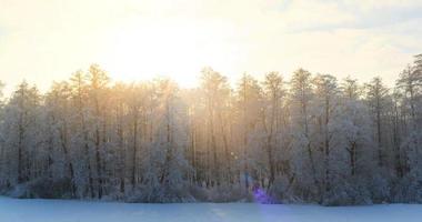 Winter landscape with green fir trees covered with snow and winter sun photo
