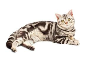 American Shorthair cat photo