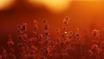 cerca de arbustos campos perfumados de lavanda en flor al atardecer. flores aromáticas de color púrpura lavanda en los campos de lavanda de la provenza francesa cerca de parís. foto