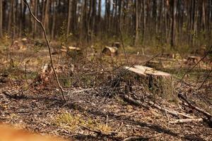 la imagen después de la tala es un montón de tocones de árboles coníferos que quedan en el suelo. tocones después de la tala ilegal. enfoque selectivo foto