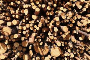 bunch of felled trees near a logging site. selective focus. photo