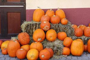 Orange pumpkins lying in the haystack. Pumpkin farmer's market. autumn harvest of vegetables.Harvest pumpkins. Autumn pumpkin season.October and November. The time of harvest. Halloween, Thanksgiving photo