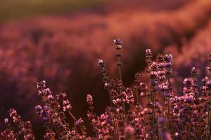 cerca de arbustos campos perfumados de lavanda en flor al atardecer. flores aromáticas de color púrpura lavanda en los campos de lavanda de la provenza francesa cerca de parís. foto