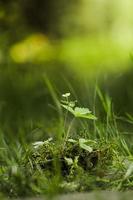 A young plant wild strawberries growing among the moss in the forest. Forest conservation concept photo