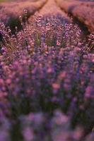 close up of bushes lavender blooming scented fields on sunset. lavender purple aromatic flowers at lavender fields of the French Provence near Paris. photo