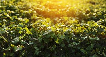 tierras de cultivo de vid de uva al atardecer de cerca. verde plantación de vides tierras de labrantío jardín tarde time. hojas jóvenes de primer plano en viñedo de bush. foto