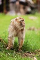 Macaque on the grass. Little popular monkey. monkey in the zoo on the grass. photo