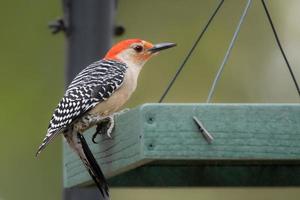 un negro y blanco pájaro carpintero con un rojo cabeza es encaramado en un alimentador en Texas. foto