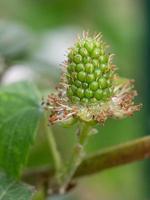 A developing blackberry growing in the springtime garden. photo