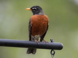 A robin, Turdus migratorius, in springtime and shown in profile. photo