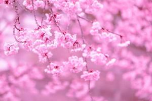 color pastel suave hermosa flor de cerezo sakura floreciendo con desvanecimiento en flor de sakura rosa pastel, plena floración una temporada de primavera en japón foto