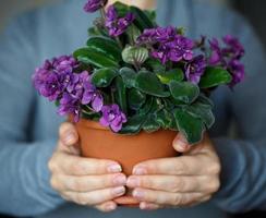 Woman holding a pot of violet photo