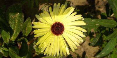 flor verano natural paisaje foto con Copiar espacio