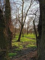 Awakening nature in the forest photo