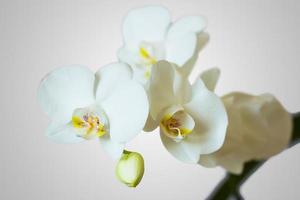 flores de orquideas blancas foto