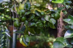 Sicilian lemon citrus tree branch in nature environment in bluerred background photo