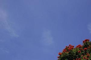 detail of a tree with red flowers, corner with a blue sky in the background copy space photo