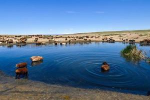 A herd of sheep and horses are drinking water around a clear pond in Jungar Basin, Xinjiang photo