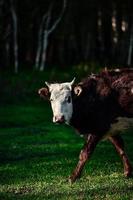 Livestock foraging in front of the beautiful birch forest in spring in Hemu Village, Xinjiang photo