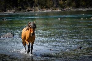 Horses roam freely in the stream of Kanas Lake. photo