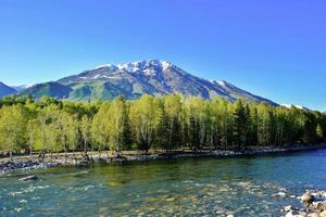 There is a beautiful birch forest near Kanas Lake photo