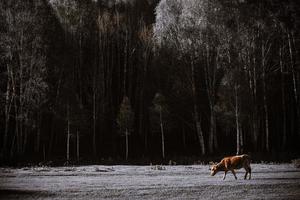 Livestock foraging in front of the beautiful birch forest in spring in Hemu Village, Xinjiang photo