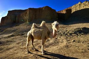A cute camel in the Ghost City in Xinjiang, China. photo