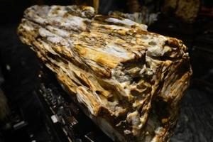 Petrified wood in Xinjiang, China, this beautiful fossil shows the texture and luster of jade photo