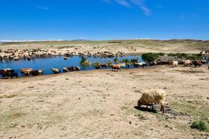 A herd of sheep and horses are drinking water around a clear pond in Jungar Basin, Xinjiang photo