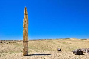 Silicified wood from the Jungar Basin in Xinjiang, also known as wood fossils photo