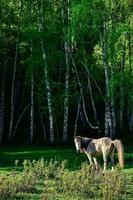 Livestock foraging in front of the beautiful birch forest in spring in Hemu Village, Xinjiang photo