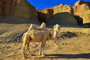 A cute camel in the Ghost City in Xinjiang, China. photo