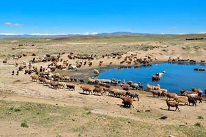 A herd of sheep and horses are drinking water around a clear pond in Jungar Basin, Xinjiang photo