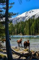 caballos vagar libremente en el corriente de canas lago. foto