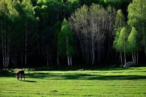 ganado alimentándose en frente de el hermosa abedul bosque en primavera en hemo aldea, Xinjiang foto